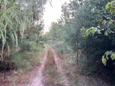 290 Red Hollow Livingston TX 77351