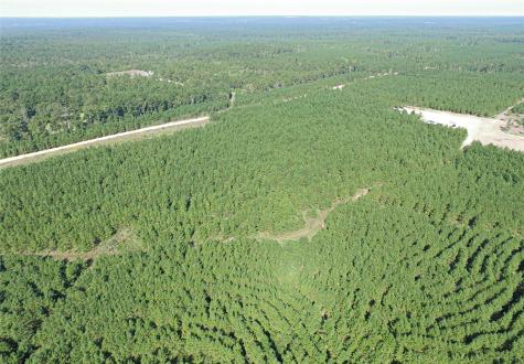 290 Red Hollow Livingston TX 77351