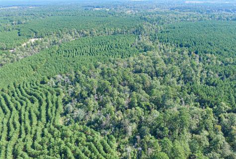 290 Red Hollow Livingston TX 77351