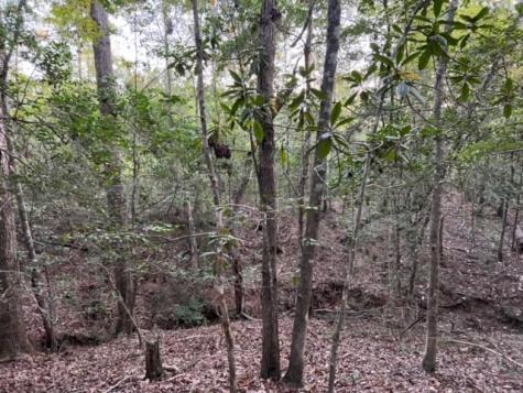 290 Red Hollow Livingston TX 77351