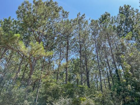 000000 Creek 368a Zavalla TX 75980