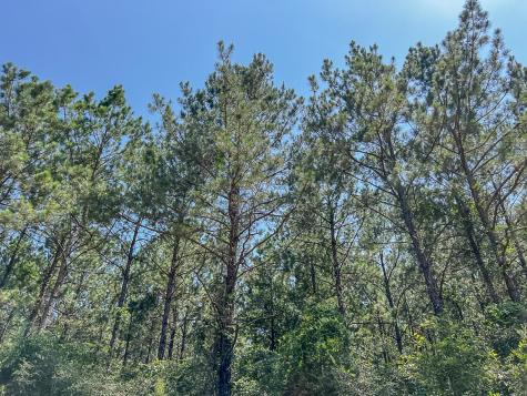 000000 Creek 368a Zavalla TX 75980