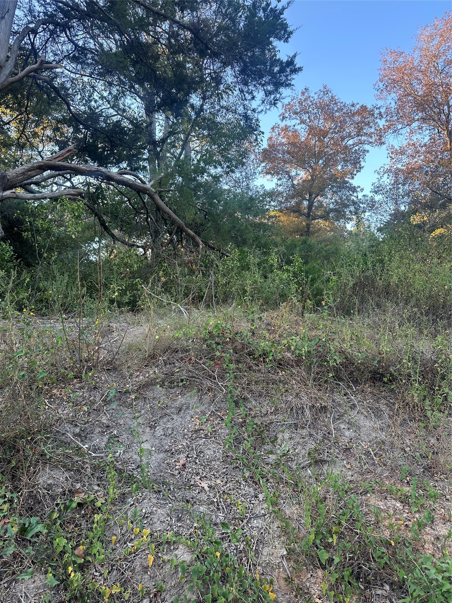 676 Patricia Drive Livingston TX 77351