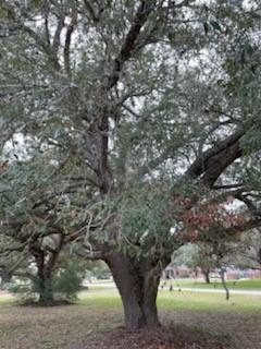 209 Tropical Drive Victoria TX 77904