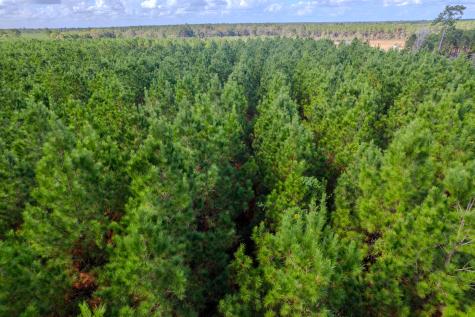 Lot 6 Fm 943 Livingston TX 77351