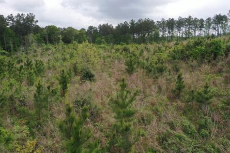 Tract 5 Cr 255 San Augustine TX 75972