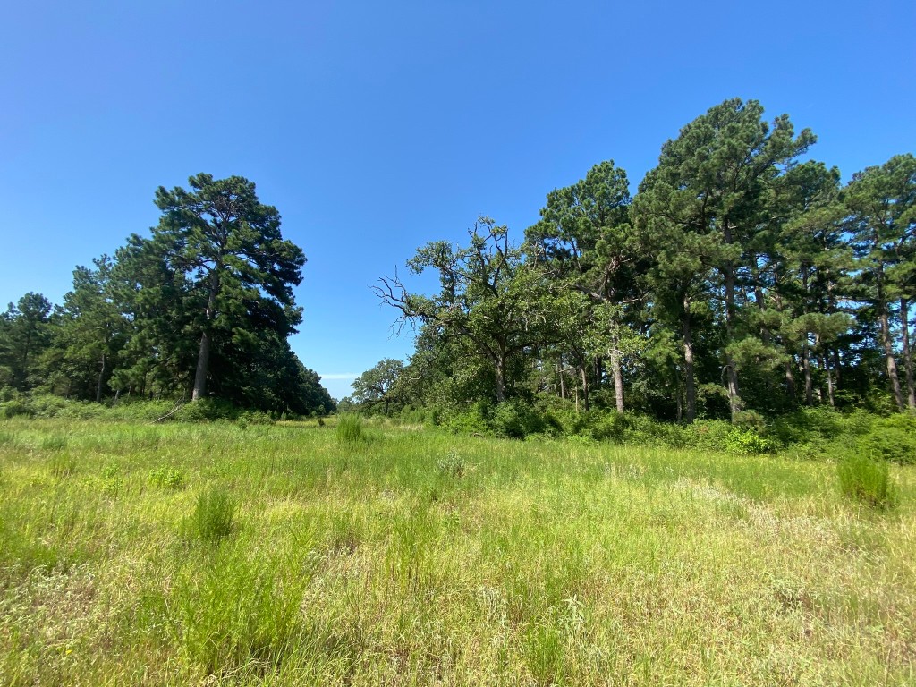 Lot 8 County Road 114 Centerville TX 75833