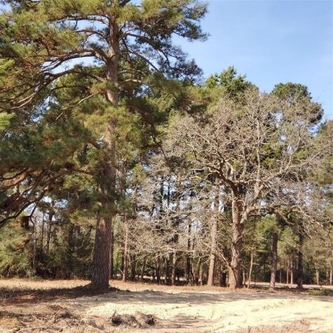 Lot 8 County Road 114 Centerville TX 75833