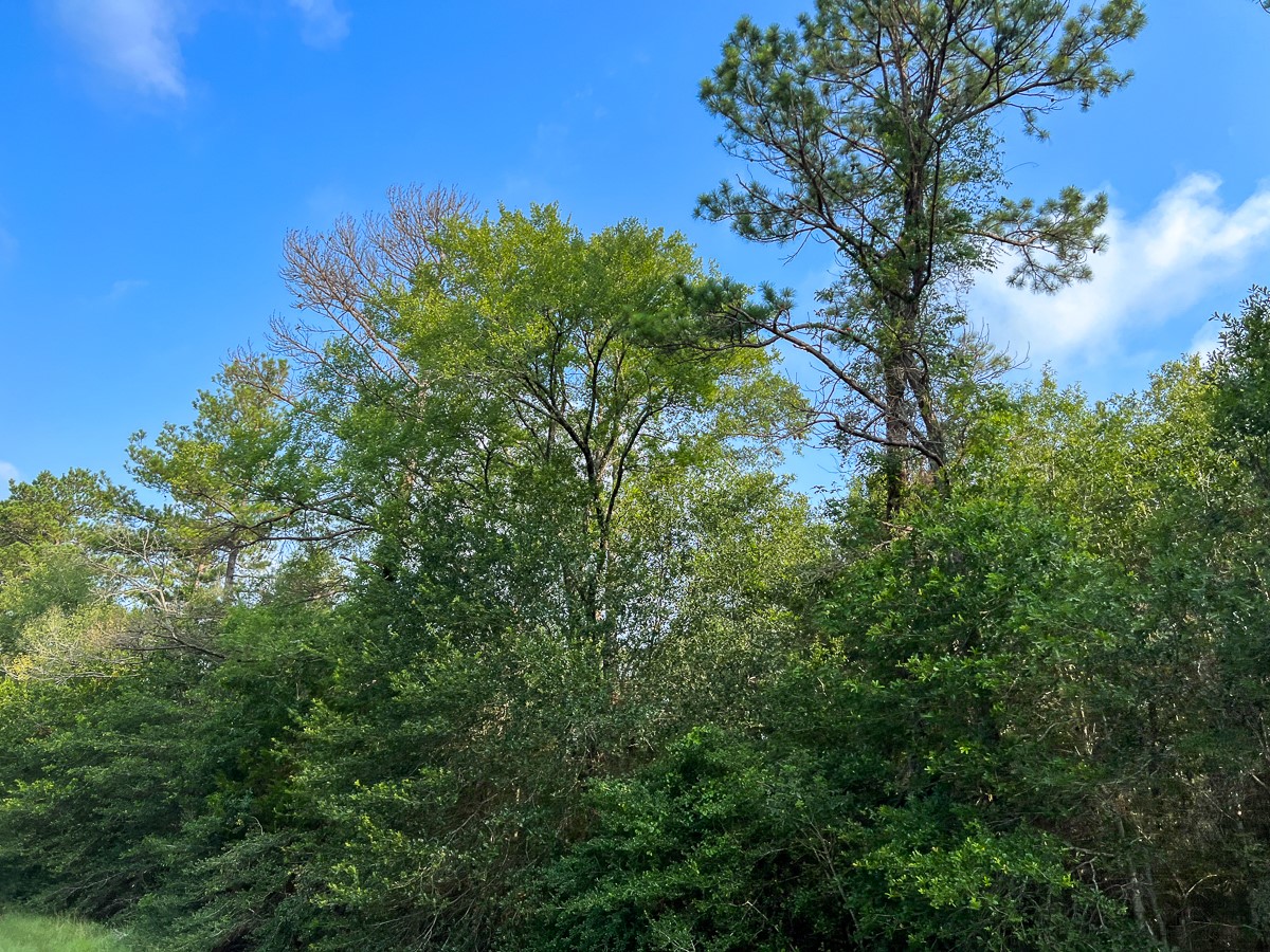 00 Fm 2989 Huntsville TX 77320