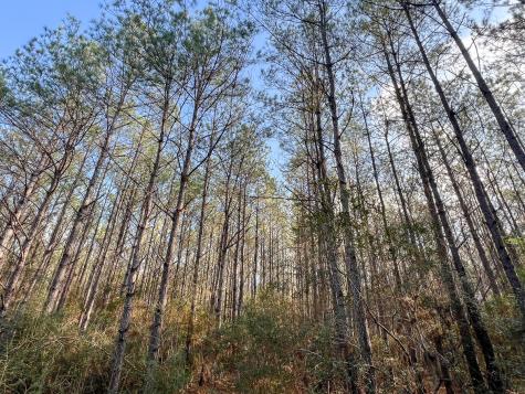 0 Highway 12/ Linscomb Road Vidor TX 77662