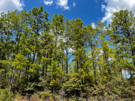 00 Off Lost Indian Camp Road Huntsville TX 77320