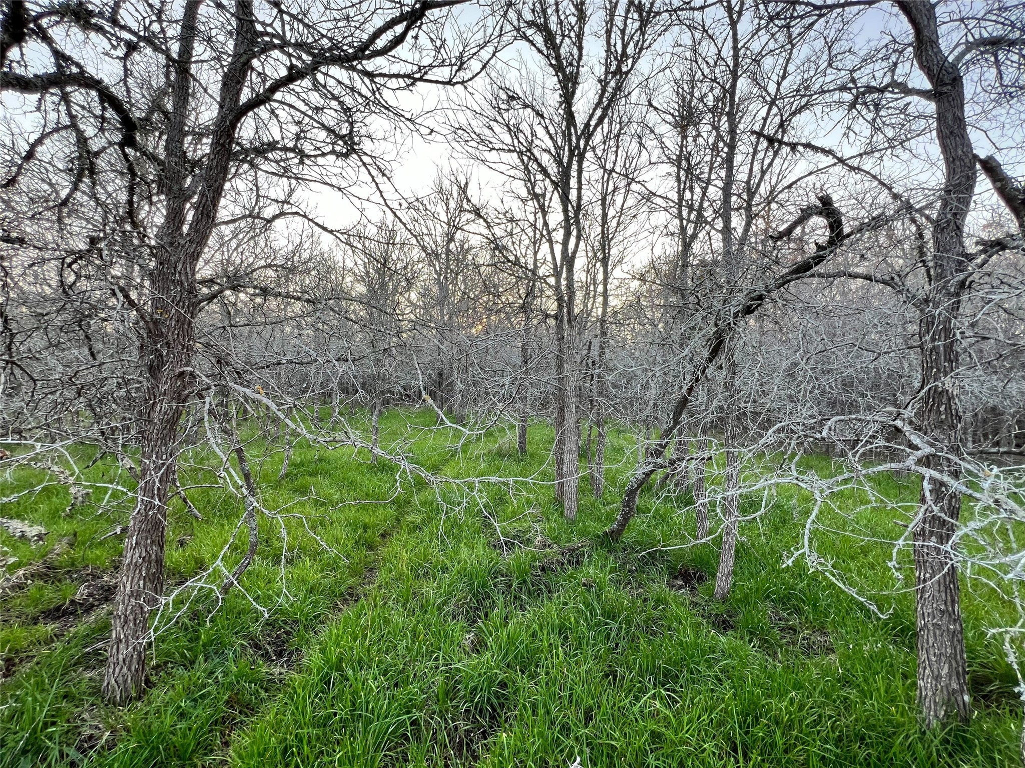805 Wilderness Somerville TX 77879