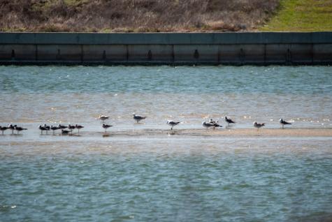 Lot 296 E Lago Loop Road Port O Connor TX 77982