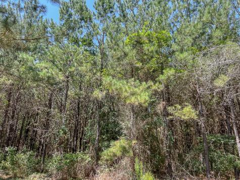 0000 Creek 366/cr 368 Zavalla TX 75980