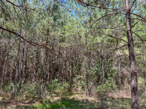 0000 Creek 366/cr 368 Zavalla TX 75980