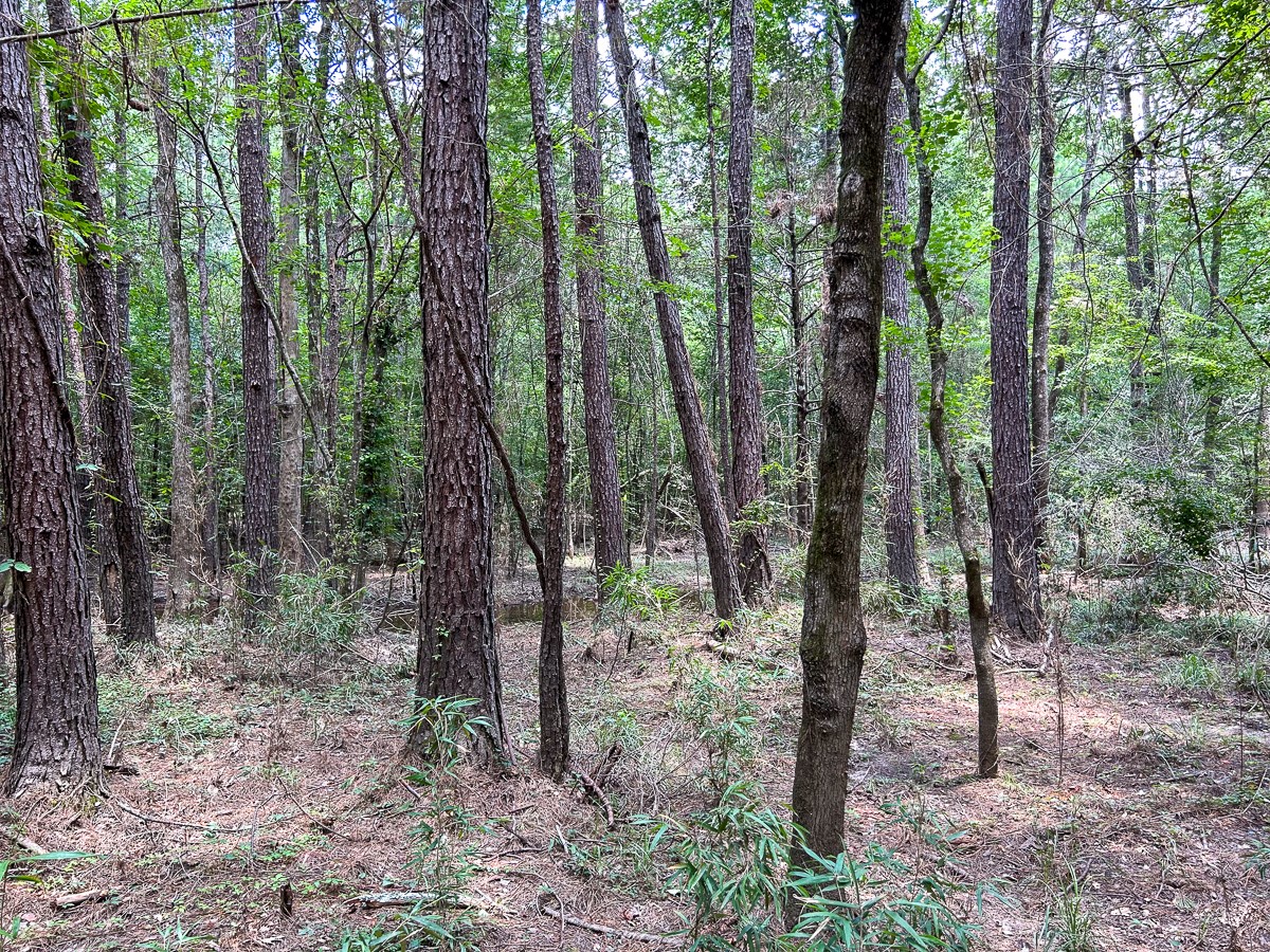 0 County Line Road Livingston TX 77351