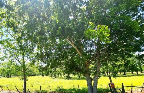 0 Creek 153 Boling TX 77420