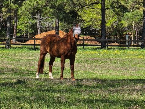 4610 Sloangate Drive Spring TX 77373