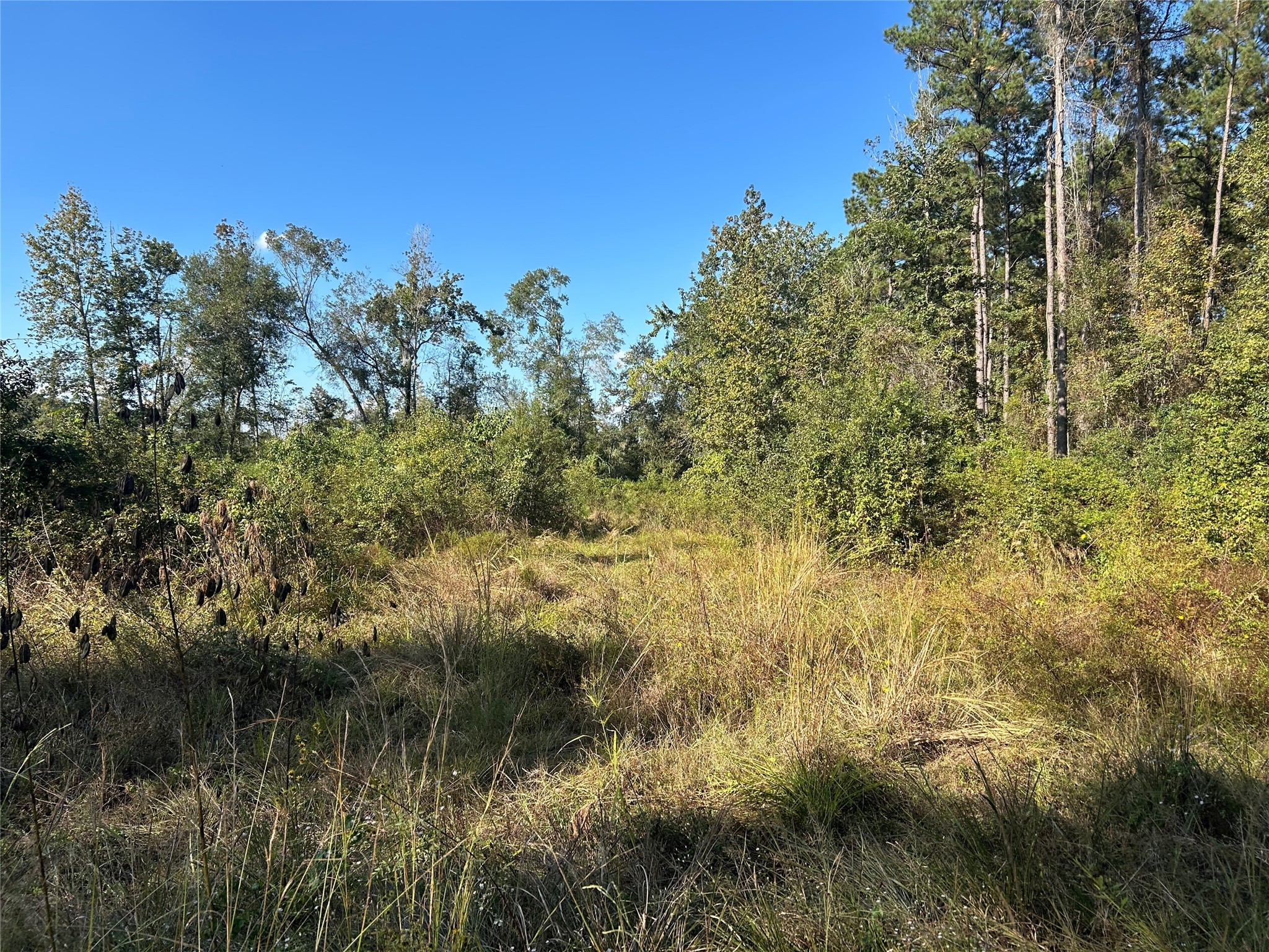 Lot 16 County Road 2235 Cleveland TX 77328