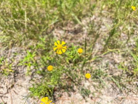 01 Creek 364 Zavalla TX 75980