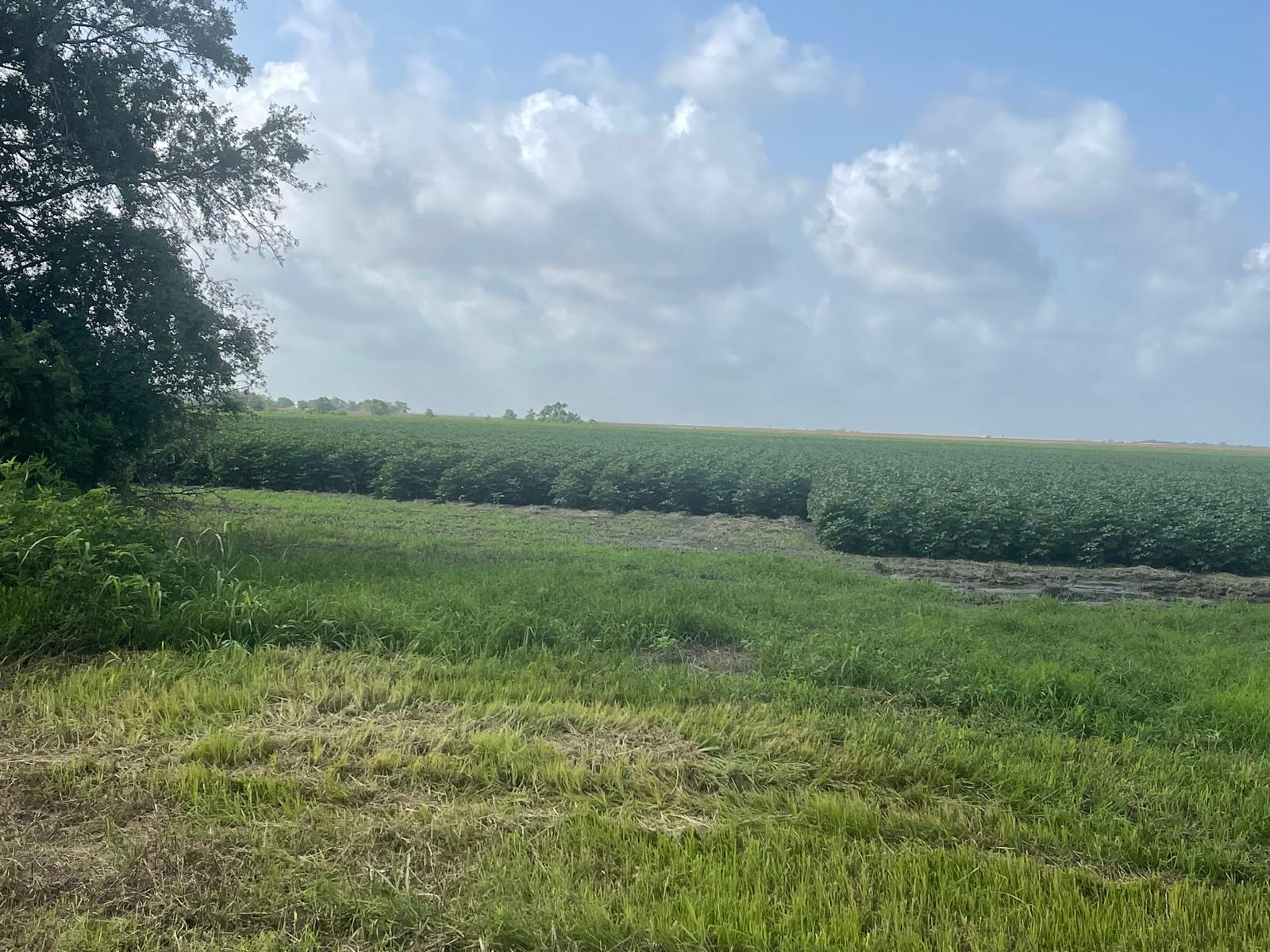 10815 Koym Road Beasley TX 77417