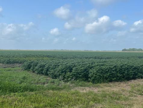 10815 Koym Road Beasley TX 77417