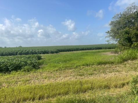 10815 Koym Road Beasley TX 77417