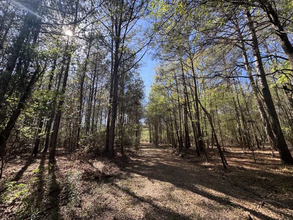 Tbd County Road 3930 Colmesneil TX 75938