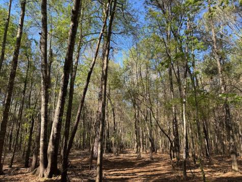 Tbd County Road 3930 Colmesneil TX 75938