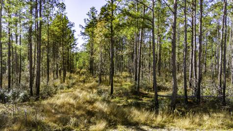 027 King Ranch Road South Road Onalaska TX 77360