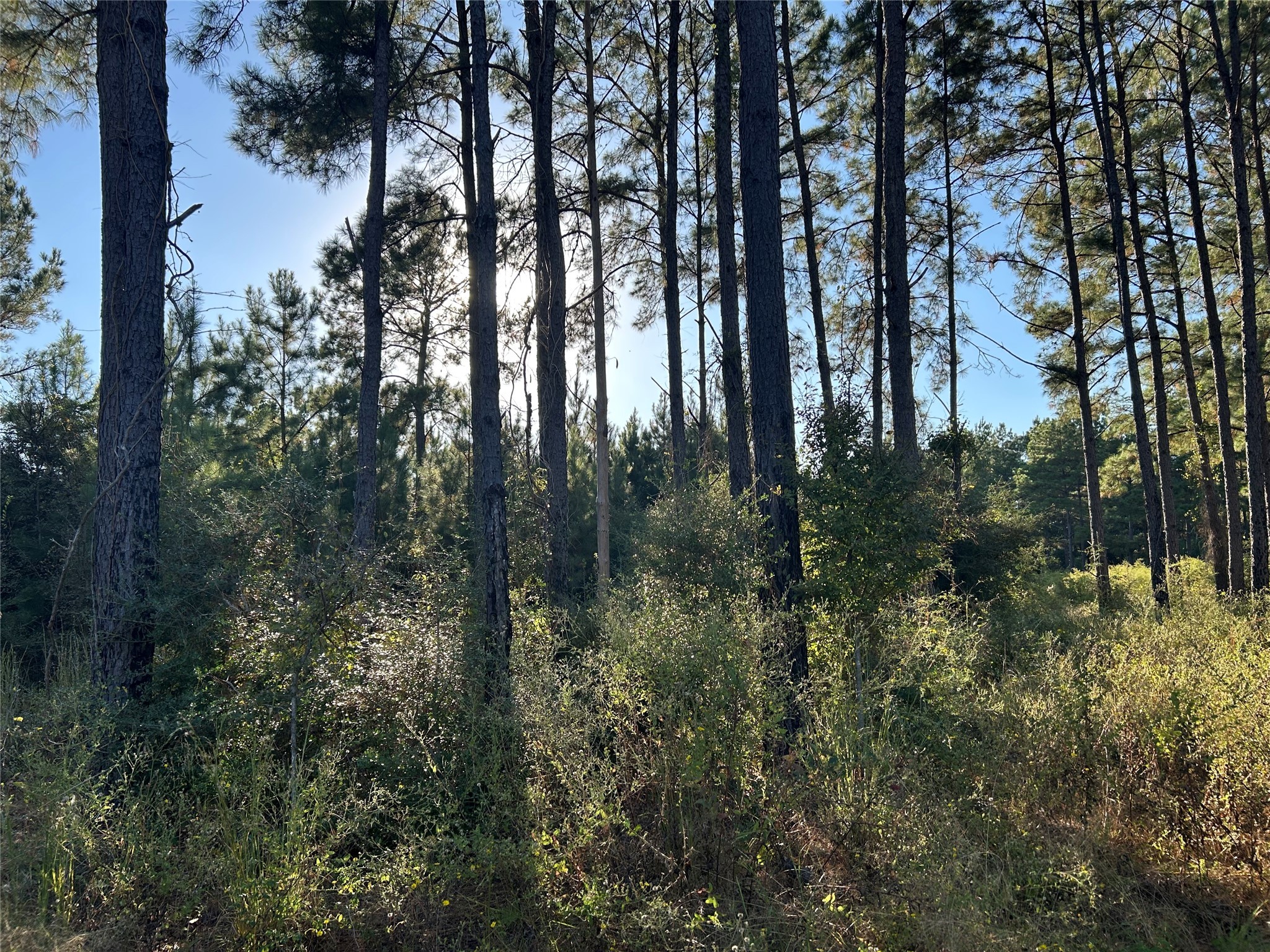 Tract 12a F M 230 Lovelady TX 77854
