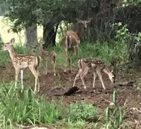 0 Bay Hill Road Huntsville TX 77320
