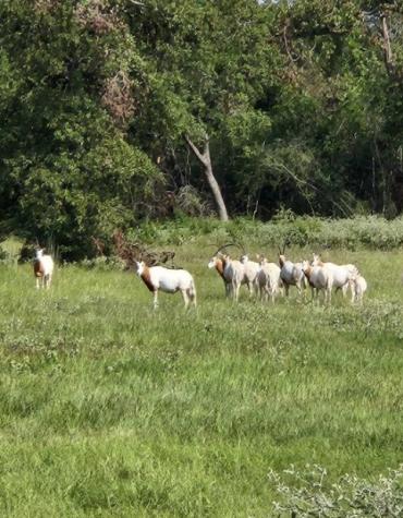 Tbd Horseshoe Lake Ranch Marquez TX 77865