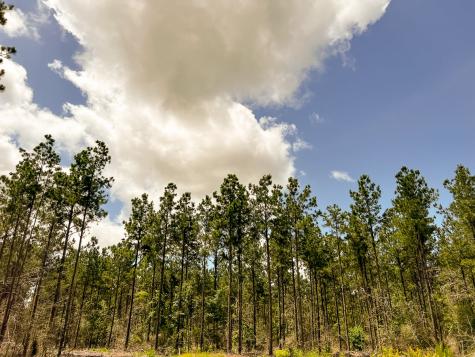 0000000 Kelley Road Livingston TX 77351