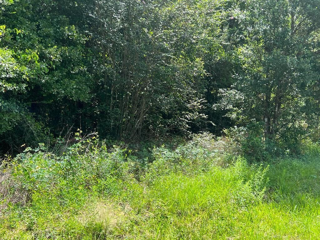 31603 Walnut Creek Road Magnolia TX 77355