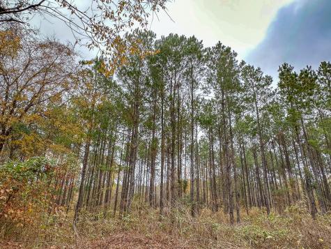00 County Road 1651 Avinger TX 75630