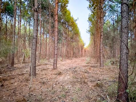 00 County Road 1651 Avinger TX 75630
