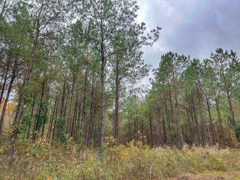 00 County Road 1651 Avinger TX 75630