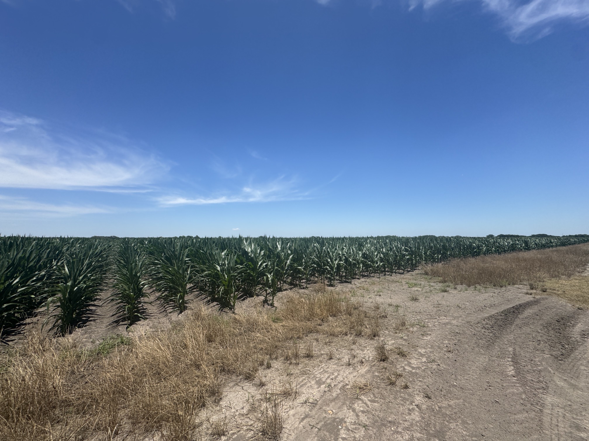 Tbd Cr 335 Road Louise TX 77455