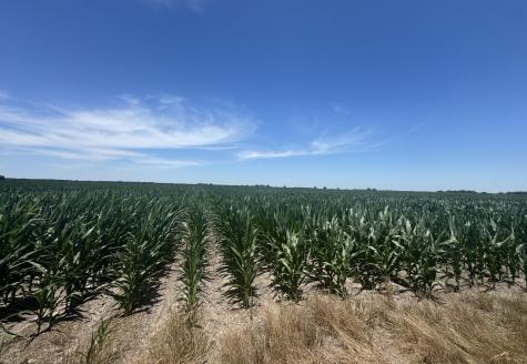Tbd Cr 335 Road Louise TX 77455