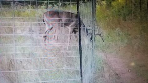 Tbd County Road 3470 E Lovelady TX 75851