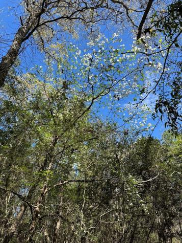 238 Sky Oak Lane Huntsville TX 77340