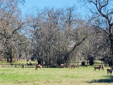 101 Trailblazer Drive Angleton TX 77515