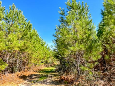 00000 County Road 4415 Spurger TX 77660