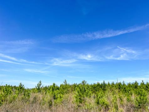 00000 County Road 4415 Spurger TX 77660