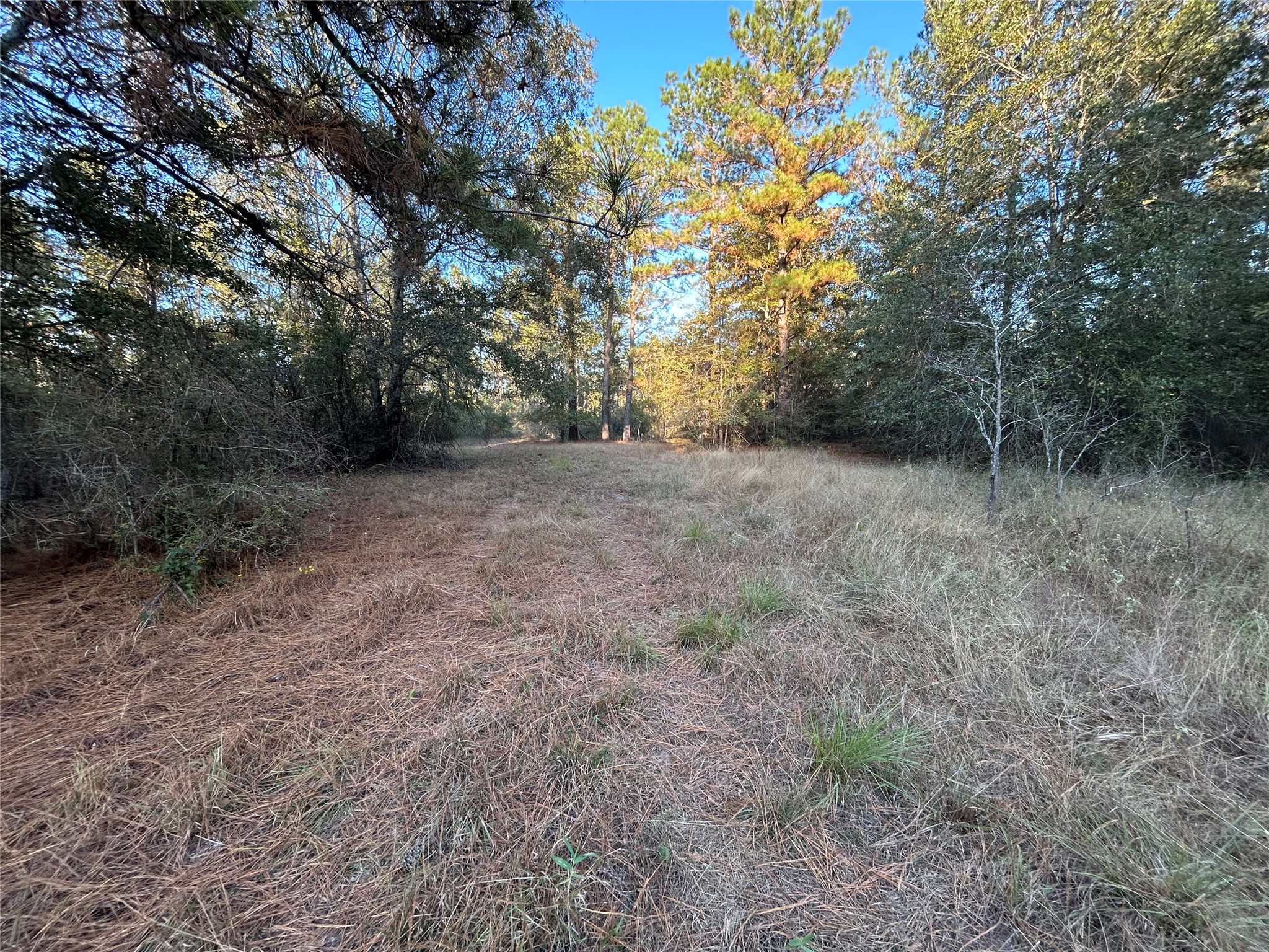 700 Pr 8160 Lovelady TX 75851