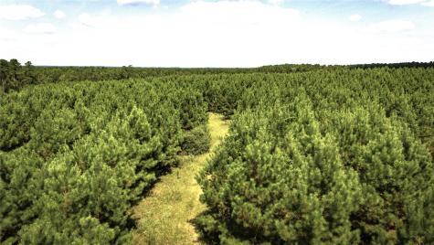 Tbd Stutts Hill Road Livingston TX 77351