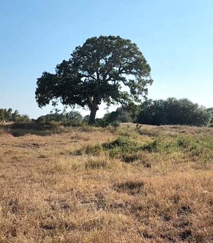 Tbd Tbd Fm 318 Hallettsville TX 77964