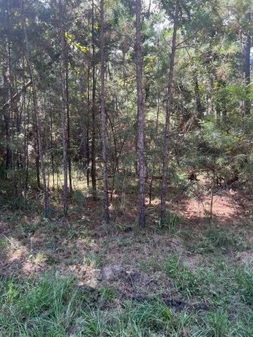 24405 Oakmont Street Huntsville TX 77320