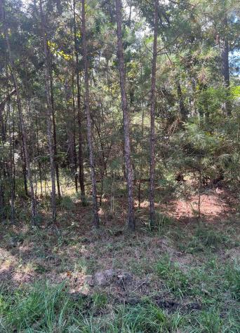 24405 Oakmont Street Huntsville TX 77320